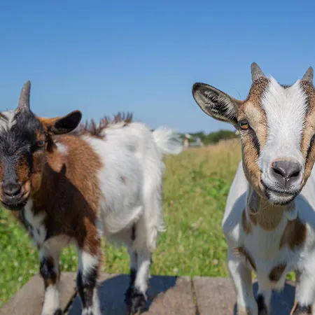 Nyaraló La Ferme De Maisons Specialisees Pour Les Familles Avec Jeunes Enfants *