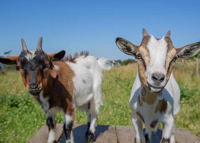 Prázdninový dům La Ferme De Maisons Specialisees Pour Les Familles Avec Jeunes Enfants *